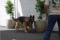 Dogs Playing