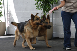 Dogs Playing