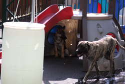 Dogs Playing